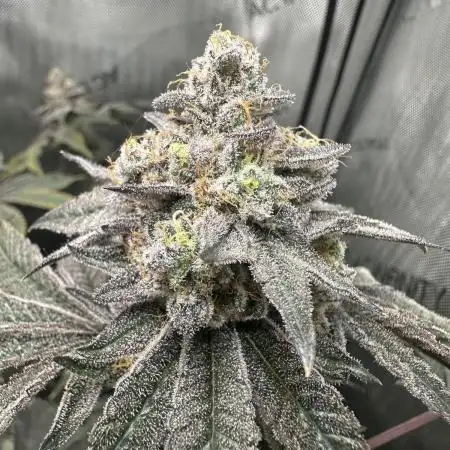 Grow #4 - Blueberry
