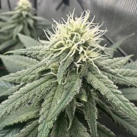 Grow #3 - Northern Light