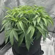 Grow #5 - Blueberry (New Light)
