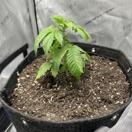 Grow #4 - Blueberry