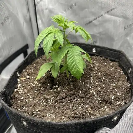 Grow #4 - Blueberry