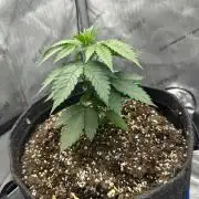 Grow #6 - Blueberry (Organic Nutes)