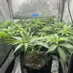 Grow #3 - Northern Light