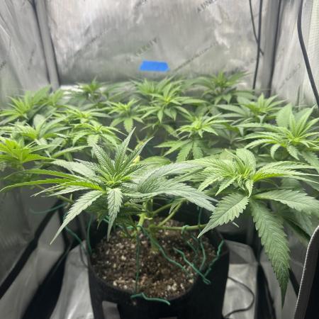 Grow #3 - Northern Light