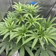 Grow #5 - Blueberry (New Light)