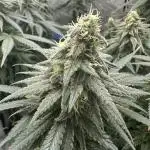 Grow #3 - Northern Light