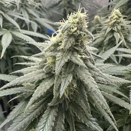 Grow #3 - Northern Light