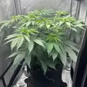Grow #6 - Blueberry (Organic Nutes)