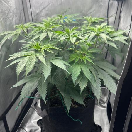 Grow #6 - Blueberry (Organic Nutes)