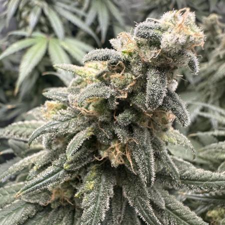 Grow #3 - Northern Light