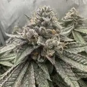 Grow #5 - Blueberry (New Light)