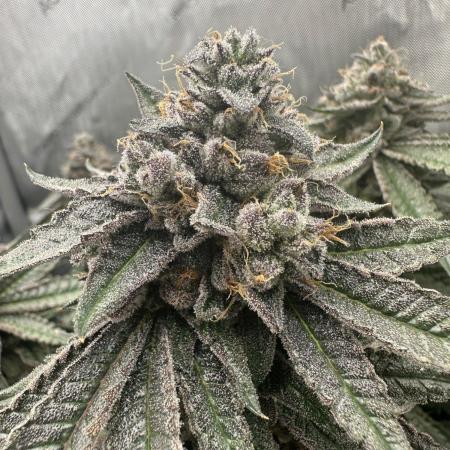 Grow #5 - Blueberry (New Light)