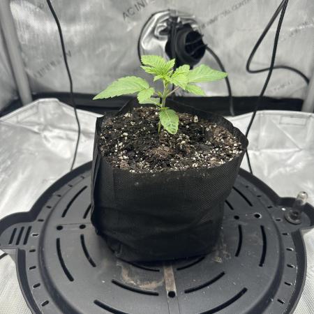 Grow #4 - Blueberry