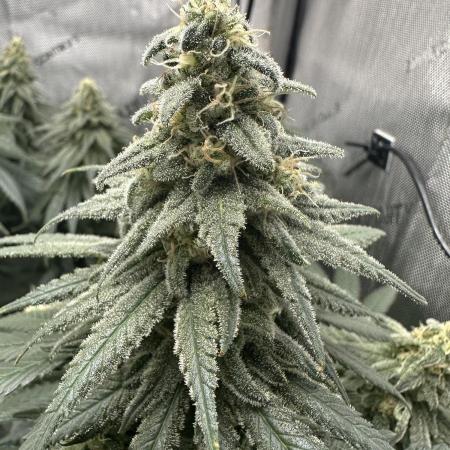 Grow #3 - Northern Light