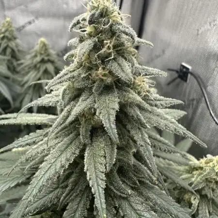 Grow #3 - Northern Light