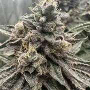 Grow #5 - Blueberry (New Light)
