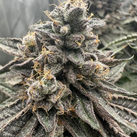Grow #5 - Blueberry (New Light)