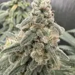 Grow #3 - Northern Light