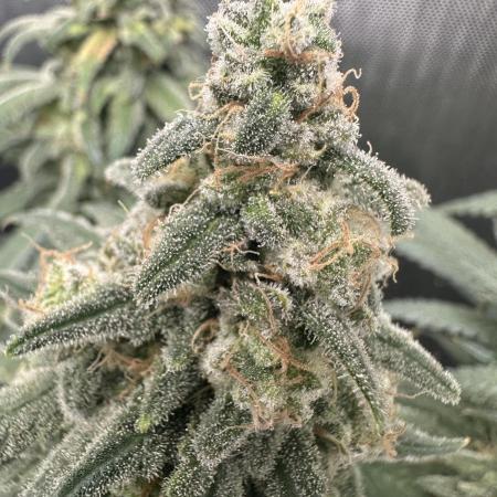 Grow #3 - Northern Light