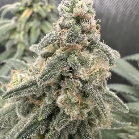 Grow #3 - Northern Light