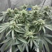 Grow #5 - Blueberry (New Light)