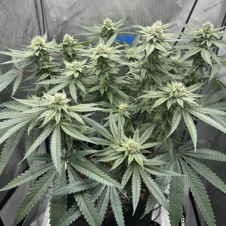 Grow #5 - Blueberry (New Light)
