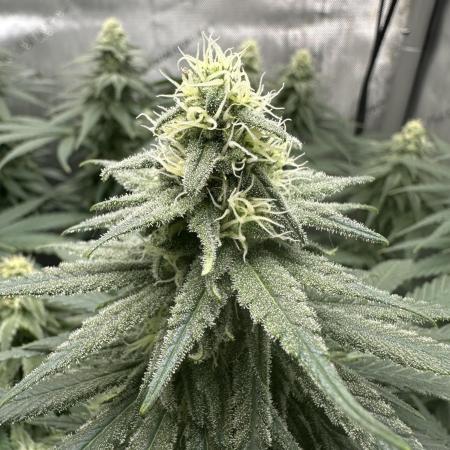 Grow #3 - Northern Light