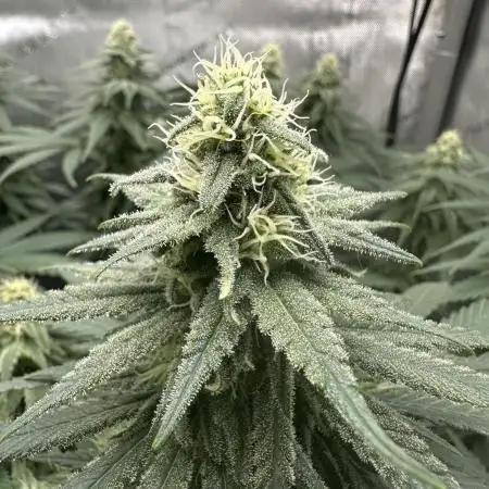 Grow #3 - Northern Light