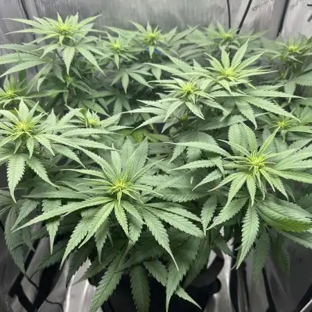 Grow #3 - Northern Light