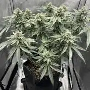 Grow #5 - Blueberry (New Light)