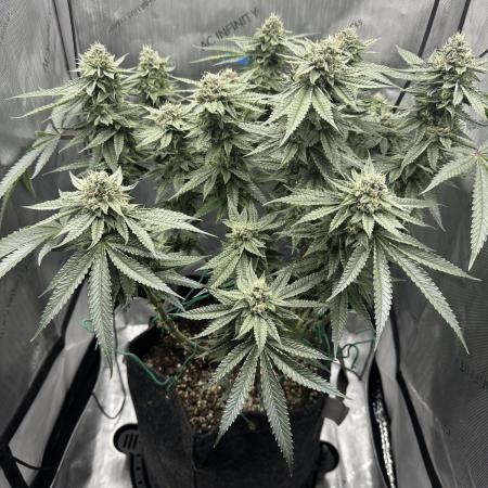 Grow #5 - Blueberry (New Light)