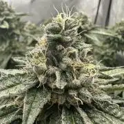 Grow #5 - Blueberry (New Light)