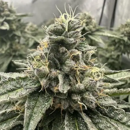 Grow #5 - Blueberry (New Light)