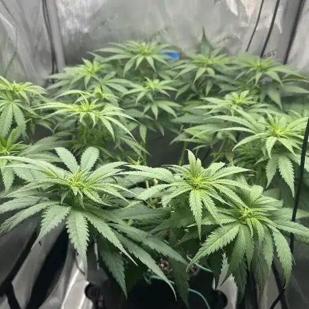 Grow #3 - Northern Light