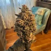 Grow #5 - Blueberry (New Light)