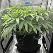 Grow #5 - Blueberry (New Light)
