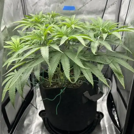 Grow #5 - Blueberry (New Light)