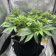 Grow #4 - Blueberry