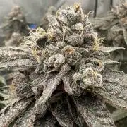 Grow #5 - Blueberry (New Light)