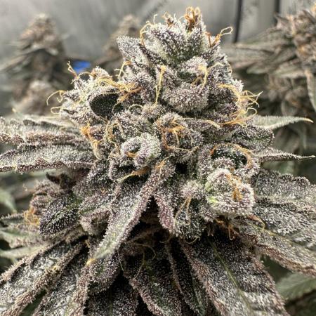 Grow #5 - Blueberry (New Light)