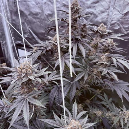 UMAMI & SOLFIRE ORGANIC NO TILL