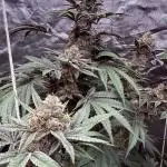 UMAMI & SOLFIRE ORGANIC NO TILL