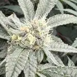 UMAMI & SOLFIRE NO TILL