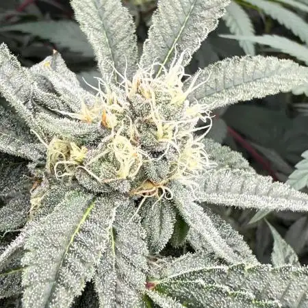 UMAMI & SOLFIRE NO TILL