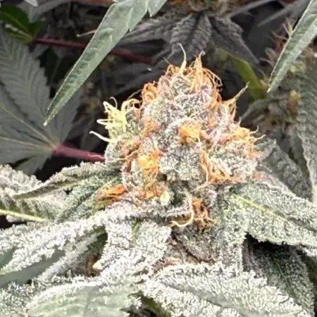 UMAMI & SOLFIRE ORGANIC NO TILL