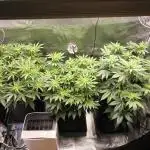 4th Grow