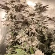 Bananakin Skywalker and more