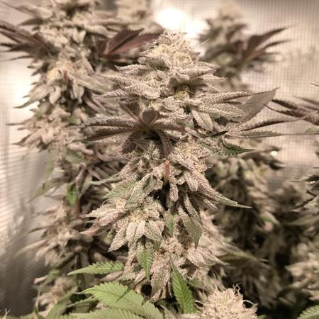 Bananakin Skywalker and more