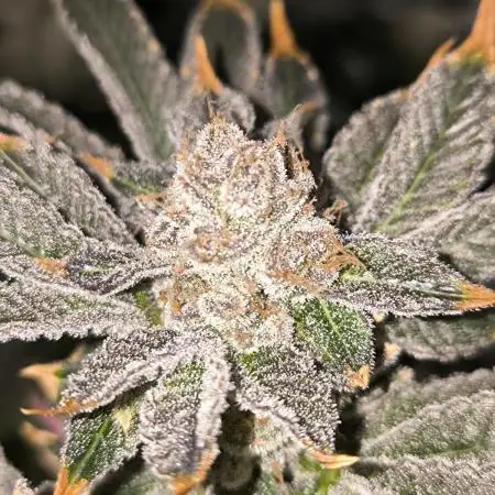 Lemon Cherry Gelato, Jealousy