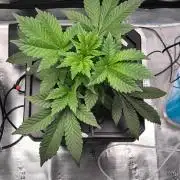 Hindu Kush, Thin Mint Frosting